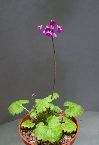 Cortusa matthioli pekinensis